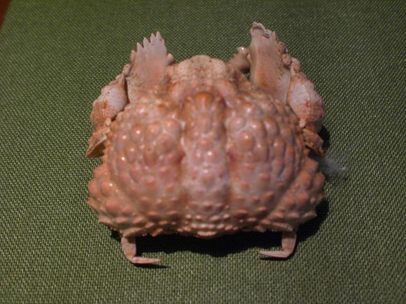 calappa capellonis T.F.C. dorsal view A.jpg